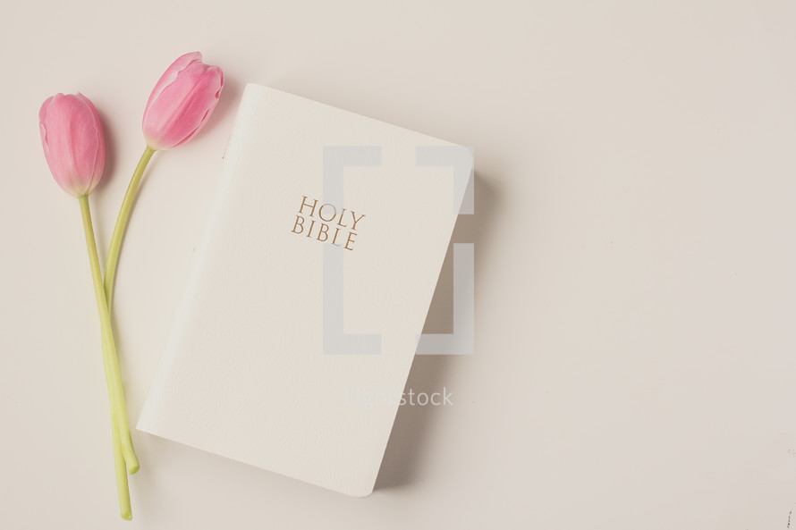 pink tulips and the Holy Bible on a white background 