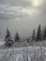 Winter forest covered in snow with mist rolling up the mountain.