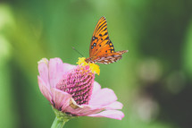a butterfly on a pink flower 