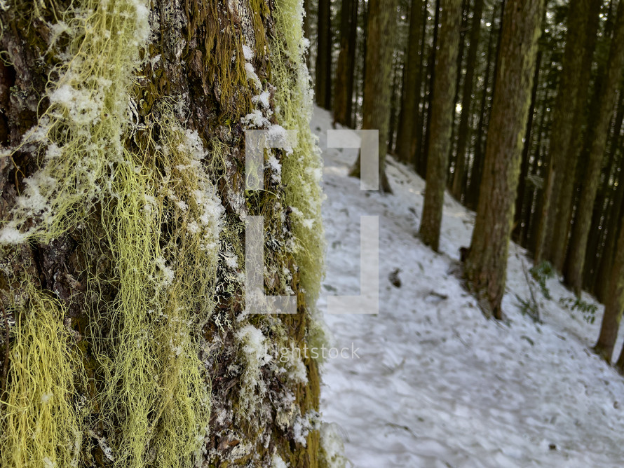Moss and snow on tree bark with a forest in the background.