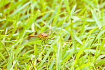 dragonfly in the grass