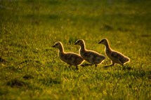 goslings in the grass