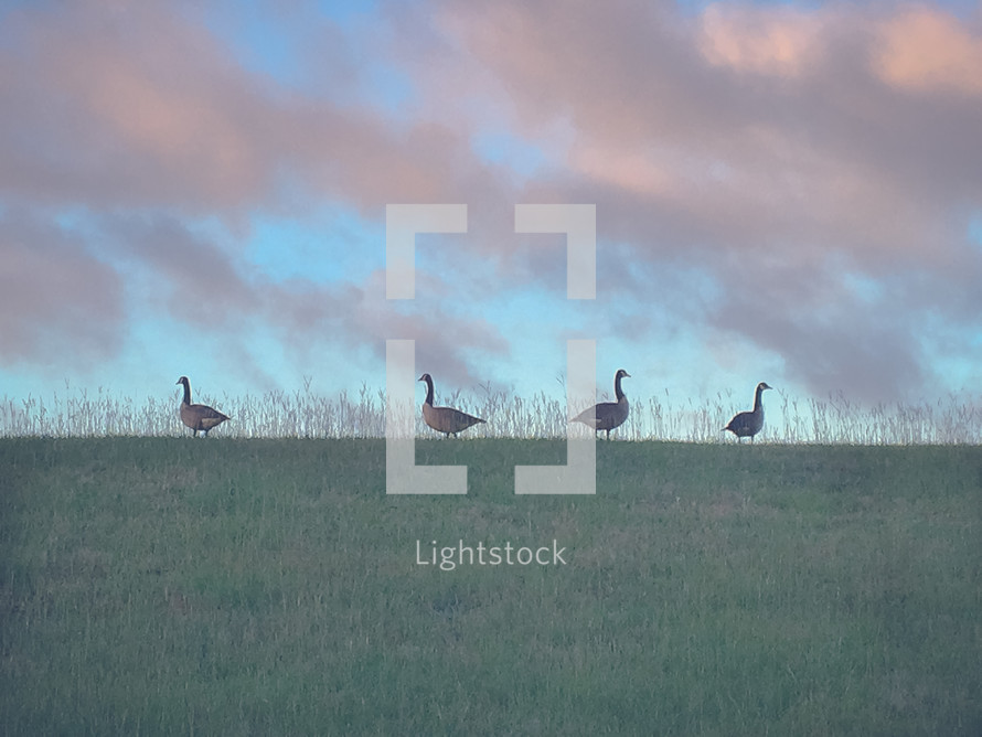 geese in grass