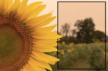 A sunflower with text box