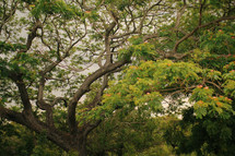 mimosa tree 