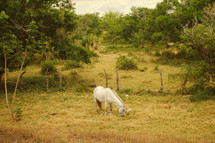 grazing horse in a pasture 