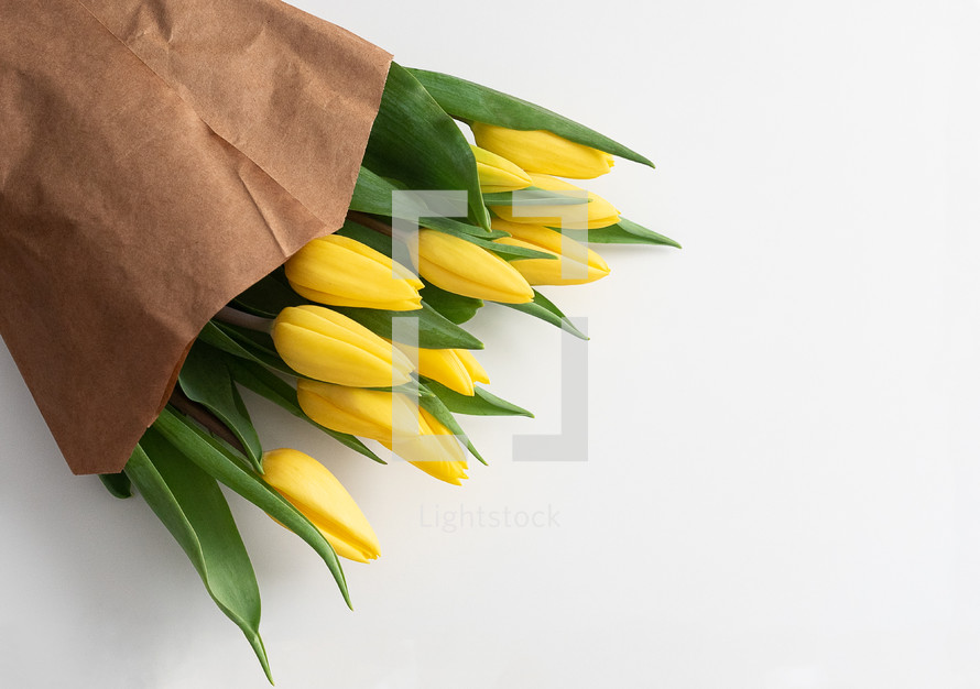 yellow tulips on a white background 