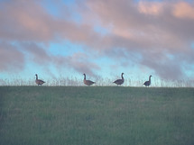 geese in grass
