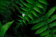 ferns and flower 