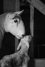 newborn lamb and mother sheep 