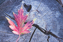 fall leaf on a tree stump 
