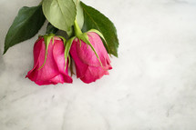 roses on a marble background 
