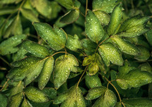 wet green leaves 