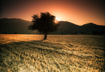 isolated tree in an open field at sunset 