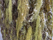 Moss and snow on tree bark