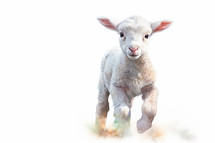 Baby Lamb on a white background with copy space