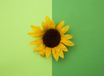 sunflower on a green background 