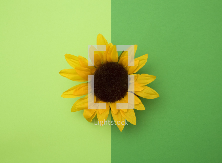 sunflower on a green background 