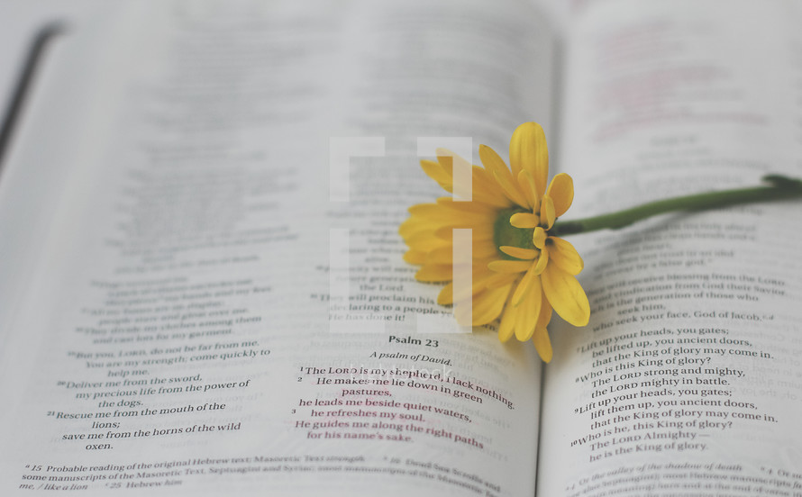 a yellow flower on a Bible, Psalm 21