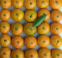 row of oranges 