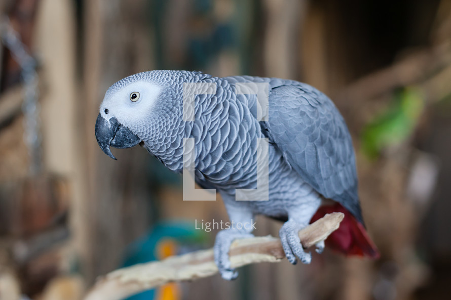 African Grey Parrot looks on and about to squawk