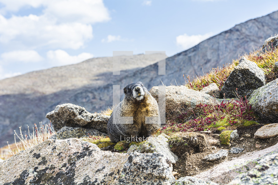 Colorado marmot or ground hog 