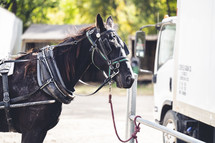Horse with harness by truck