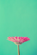 single pink gerber daisy 