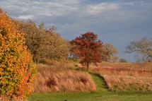 A vibrant autumn landscape features a lone tree with striking red leaves surrounded by tall grasses and more trees in the background. A narrow green path winds through the field