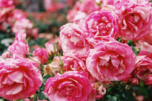 fuchsia roses 