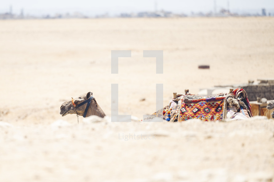 camels in the desert in Egypt 