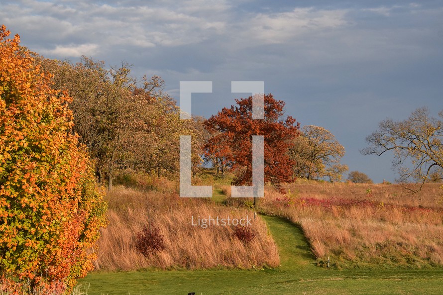 A vibrant autumn landscape features a lone tree with striking red leaves surrounded by tall grasses and more trees in the background. A narrow green path winds through the field