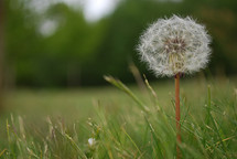 A lonely dandelion in the park on a field.
