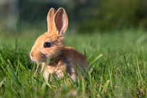 bunny in grass