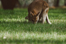A mother wallaby grazes on grass while her young joey  peeks out from her pouch.