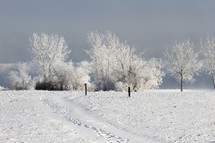 Frozen trees in a winter landscape