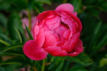 blooming pink flower 