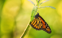 monarch butterfly on a stem 