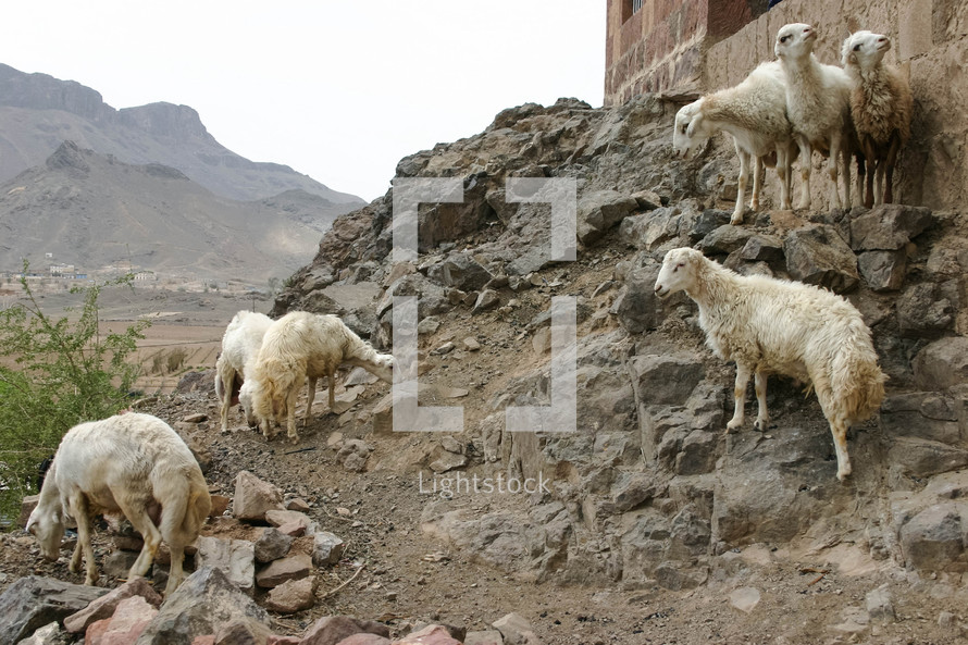 flock of sheep in Yemen