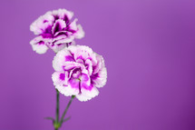 purple carnations against a purple background 