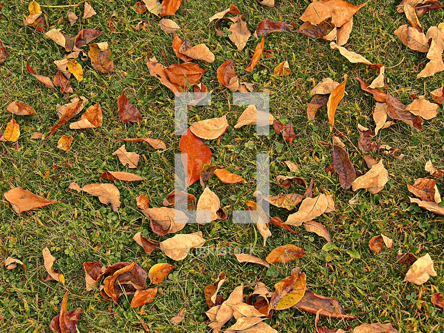 Fall leaves on the ground.