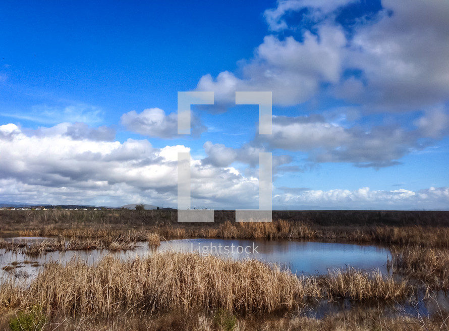 A pond among grasses beneath a blue sky.