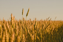 Stalks of wheat grains, ripe for harvest
