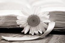 BIble with a flower bookmark