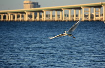 a large bird in flight over blue water with a bridge in the distance