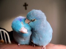 Two Pacific parrotlet love birds grooming each other and enjoying the first signs of Spring, warm air and the celebration of Easter with the cross of Jesus in the background. With Christ being the center of any relationship, love can flourish and grow as it is designed to do. 