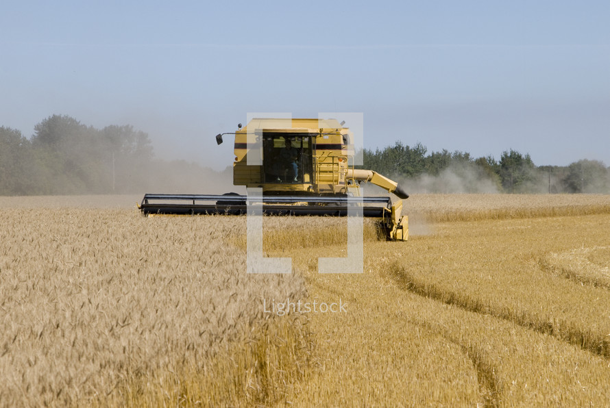 Combine harvester harvesting wheat 