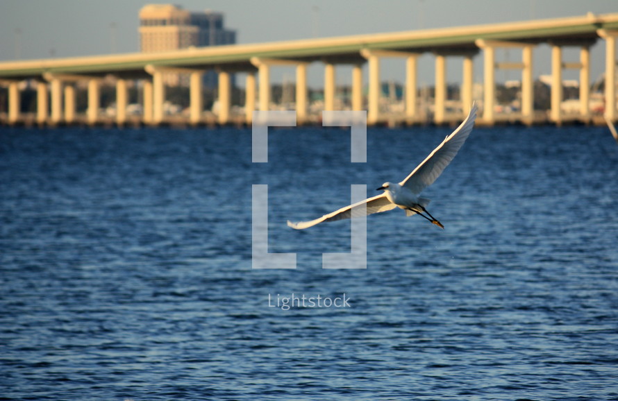 a large bird in flight over blue water with a bridge in the distance
