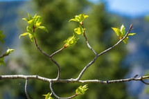 new growth at the end of a tree branch 