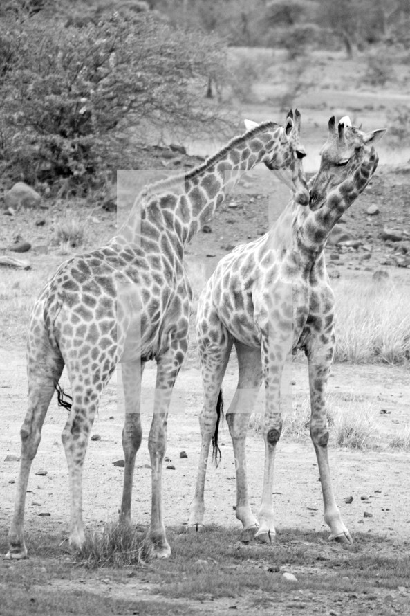 Kissing giraffes outside.